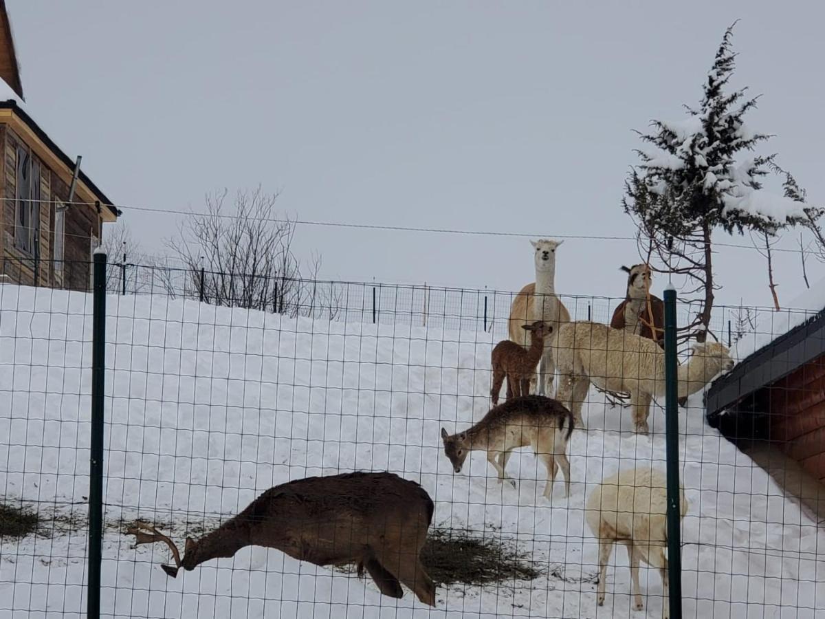 Domeniul Valea Lupilor- Pensiunea Valea Cu Struti Sirnea Luaran gambar